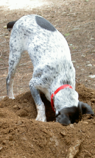 Dog Digging Dirt Live WP