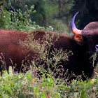 Indian bison