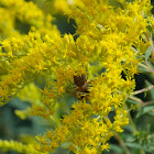 Goldenrod Crab Spider