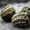 Nasturtium, seed pods