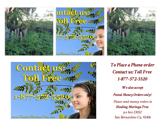 Healing Moringa Tree LLC