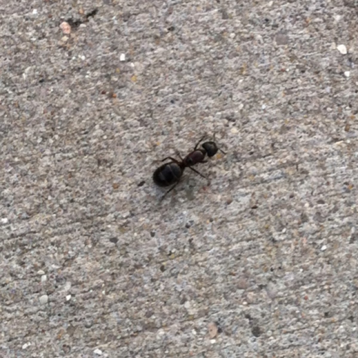 Carpenter ant (possibly dealate queen)