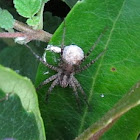 Wolf Spider