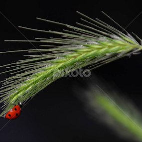 On my way by Kati Raileanu - Animals Insects & Spiders