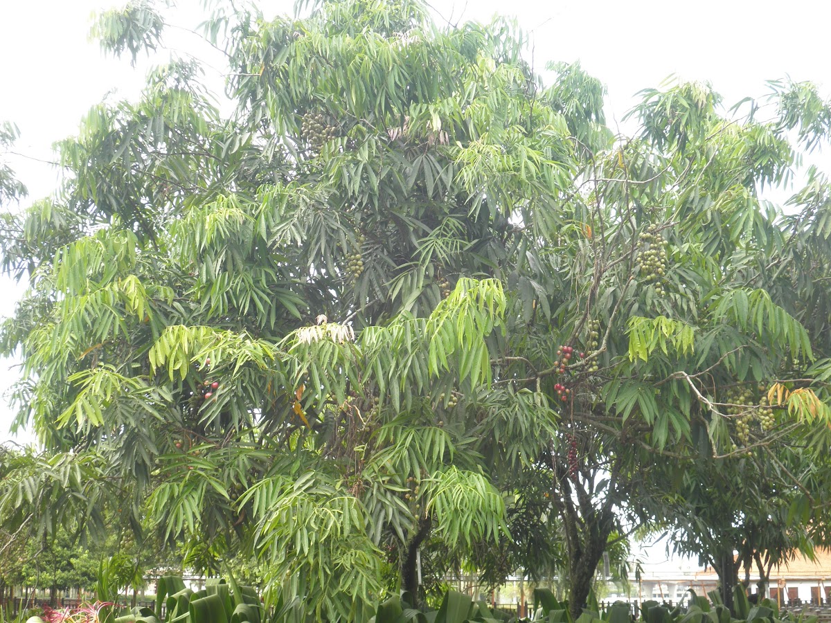 Johore Tree