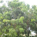 Johore Tree