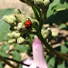 Multicolored Asian Lady Beetle