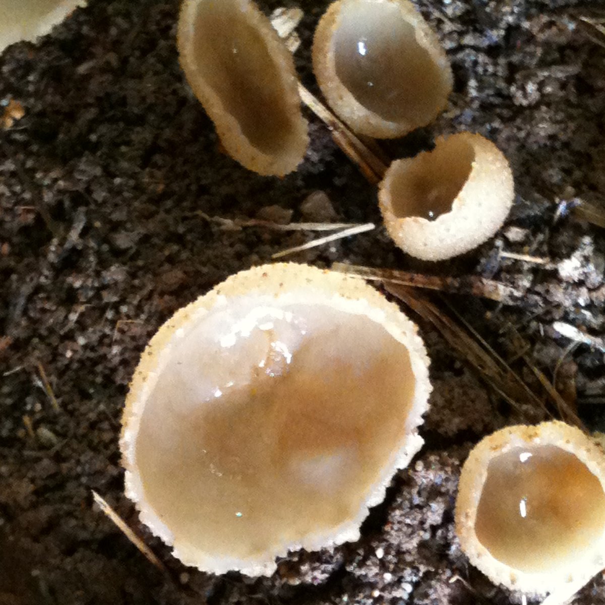 Cup mushroom or disc fungi
