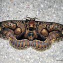 Brahmin moths (Family: Brahmaeidae)