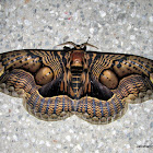 Brahmin moths (Family: Brahmaeidae)