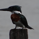 Amazon Kingfisher (Male)