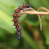 Caterpillar