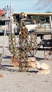 Horseshoe Cactus