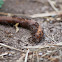 Earth Worm / Ants