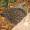 European hedgehog