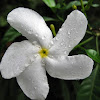 Crape jasmine, Moonbeam, Carnation of India