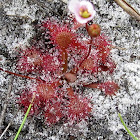 Pink Sundew