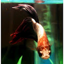 Betta - Siamese fighting fish