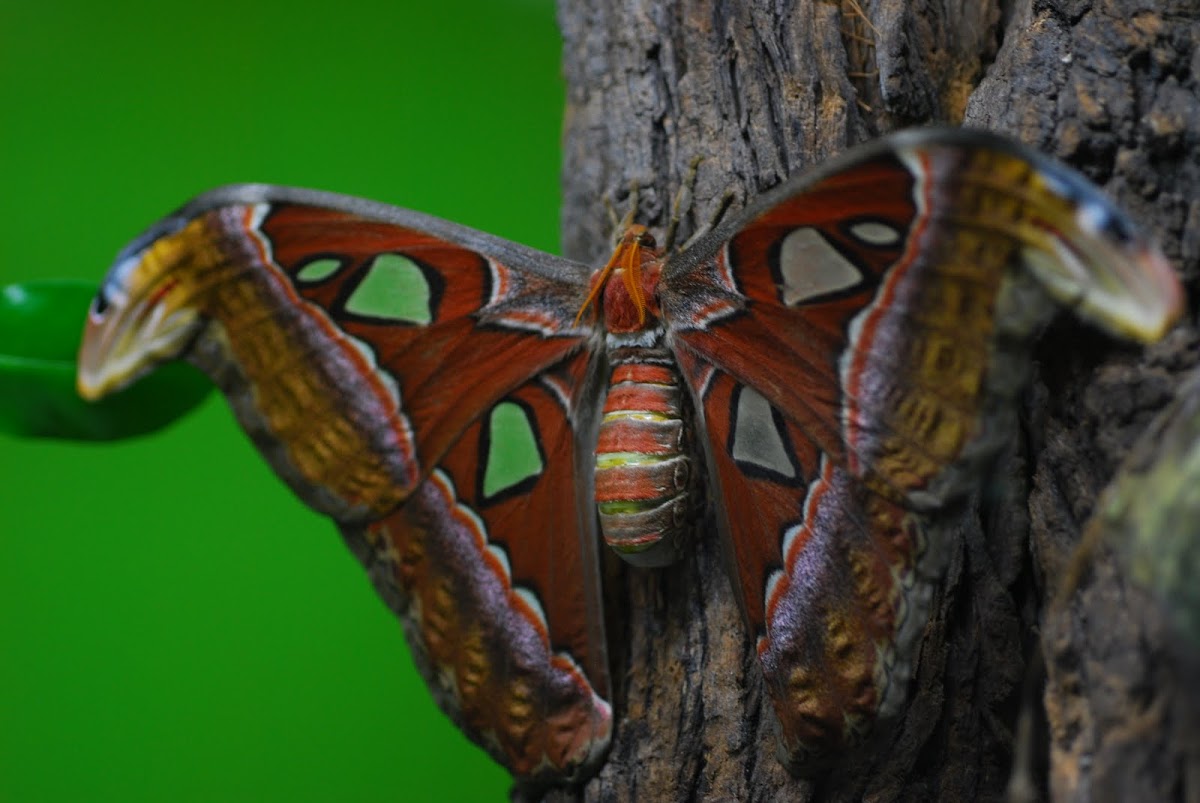 Atlas moth, Atlasspinner