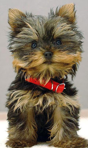 Yorkshire Terriers Wallpapers