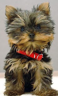 How to install Yorkshire Terriers Wallpapers 1.0 mod apk for laptop