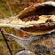 Common Milkweed Seed Pods