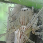 Lynx Spider (female)