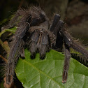 Tarantula