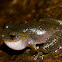 Common Mistfrog