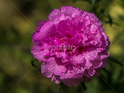 Portulaca grandiflora 10 o'clock flower 719436