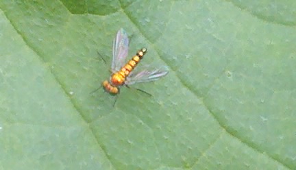 Long legged fly