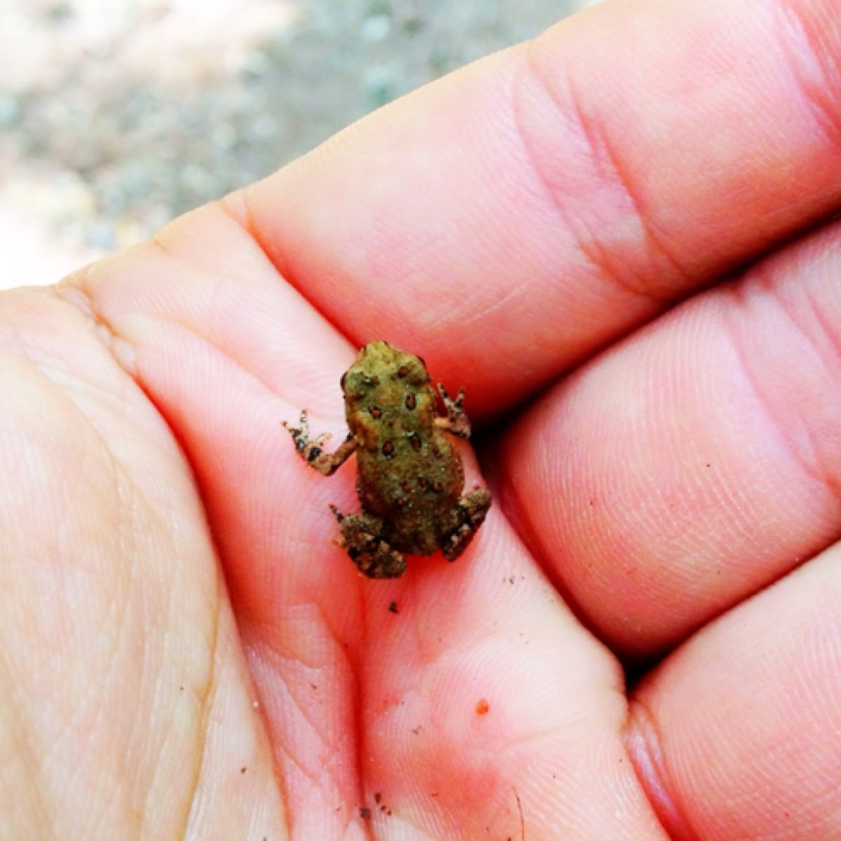 Eastern American toad