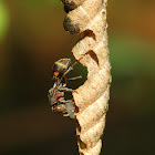 Paper Wasp with Nest and Larve
