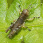 Spur-throated Grasshopper