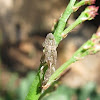Leafhopper nymph exuvia