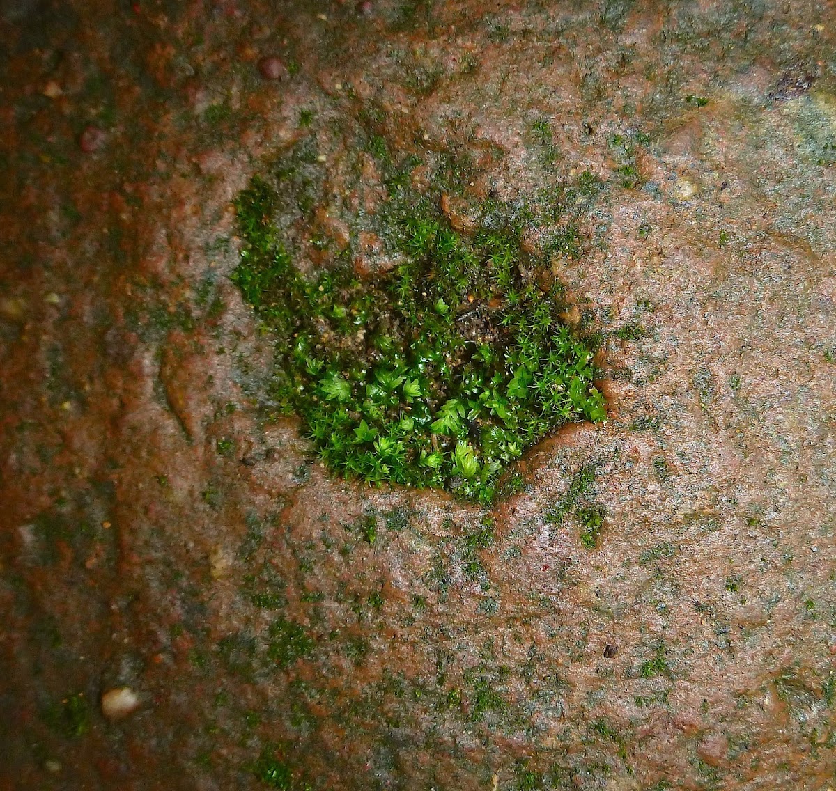 Microcosm of Moss