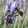Western Honey Bee on Lavender Blossoms