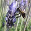 Western Honey Bee on Lavender Blossoms