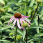 Purple Coneflower