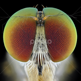 Ommatius ouachitensis by Donald Jusa - Animals Insects & Spiders