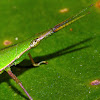 Snouted (or Long headed) grasshopper