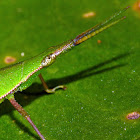 Snouted (or Long headed) grasshopper