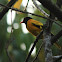 The Black-hooded Oriole