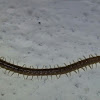 soil centipede