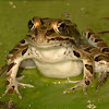 Northern Leopard Frog