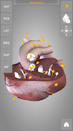 Heart 3D Anatomy Lite poster 10