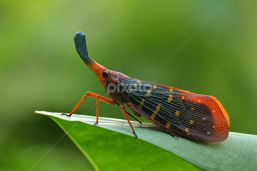 by Dwi Sudarmawan - Animals Insects & Spiders