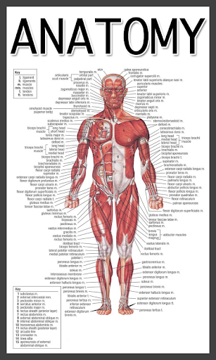 Anatomy and Physiology‏