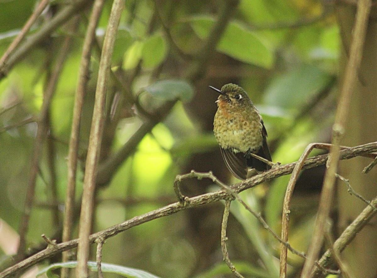Female Tyrian Metaltail