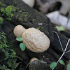 Skull Puffball